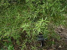 Coprosma linariifolia httpsuploadwikimediaorgwikipediacommonsthu