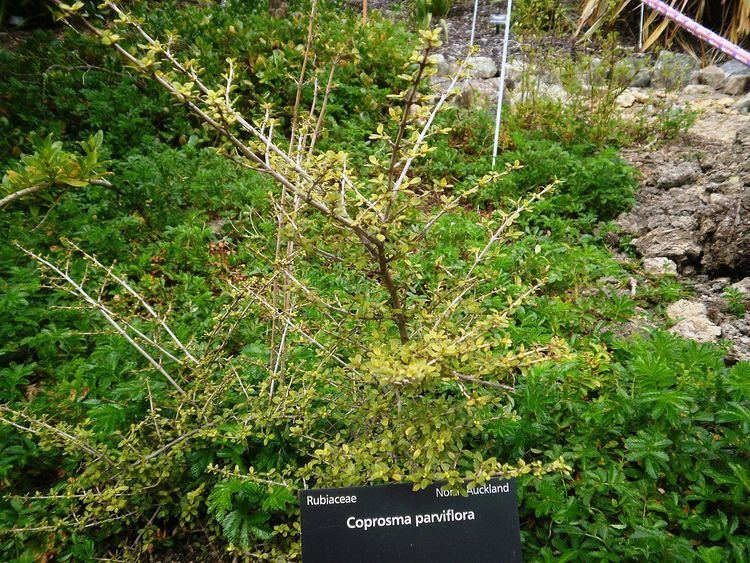 Coprosma parviflora