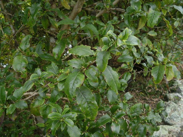 Coprosma tenuifolia