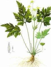 Coptis Chinensis Alchetron The Free Social Encyclopedia