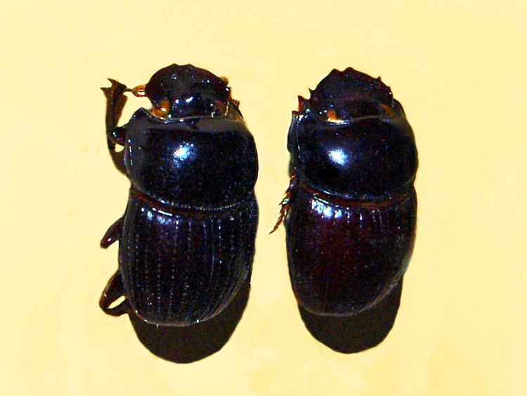 Coptodactyla glabricollis