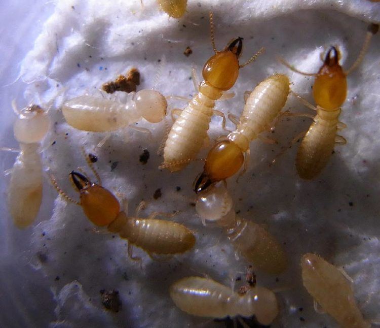 Coptotermes Termite pictures Coptotermes gestroi Termite Web