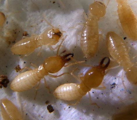 Coptotermes Termite pictures Coptotermes curvignathus Termite Web