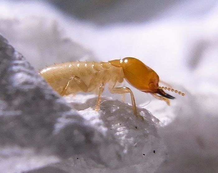 Coptotermes Coptotermes The top subterranean termite pests Termite Web