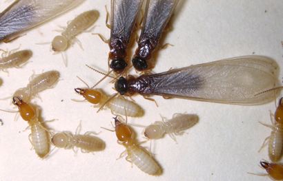 Coptotermes gestroi Coptotermes gestroi Entomology Today