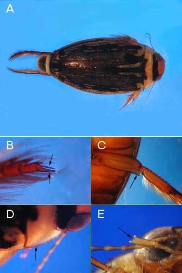 Coptotomus wwwwaterbugkeyvcsueduimageuploadscoptotomus