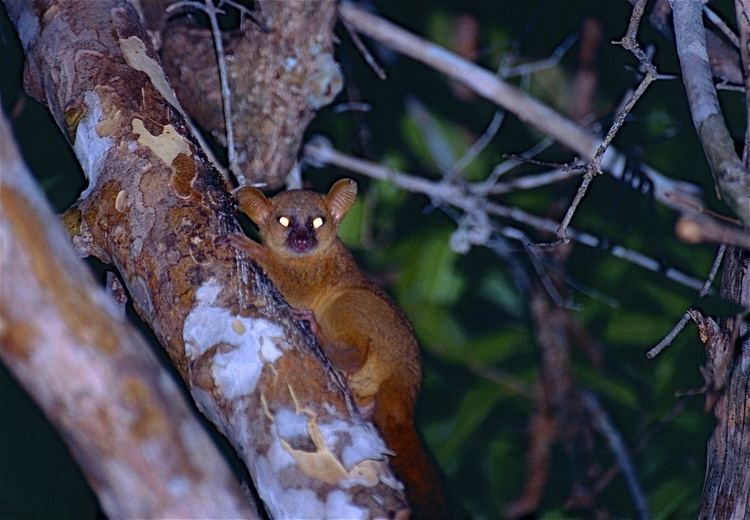 Coquerel's giant mouse lemur httpsuploadwikimediaorgwikipediacommons22