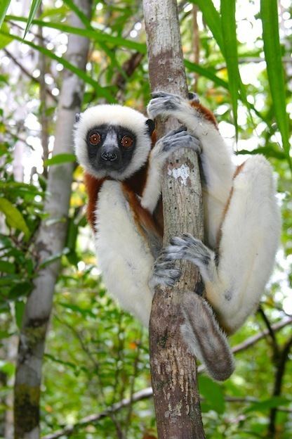 Coquerel's sifaka Coquerel39s Sifaka Lemur Facts and Information