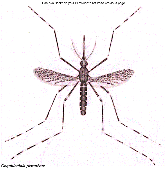Coquillettidia perturbans Coquillettidia perturbans Irritating mosquito Invertebrate Species
