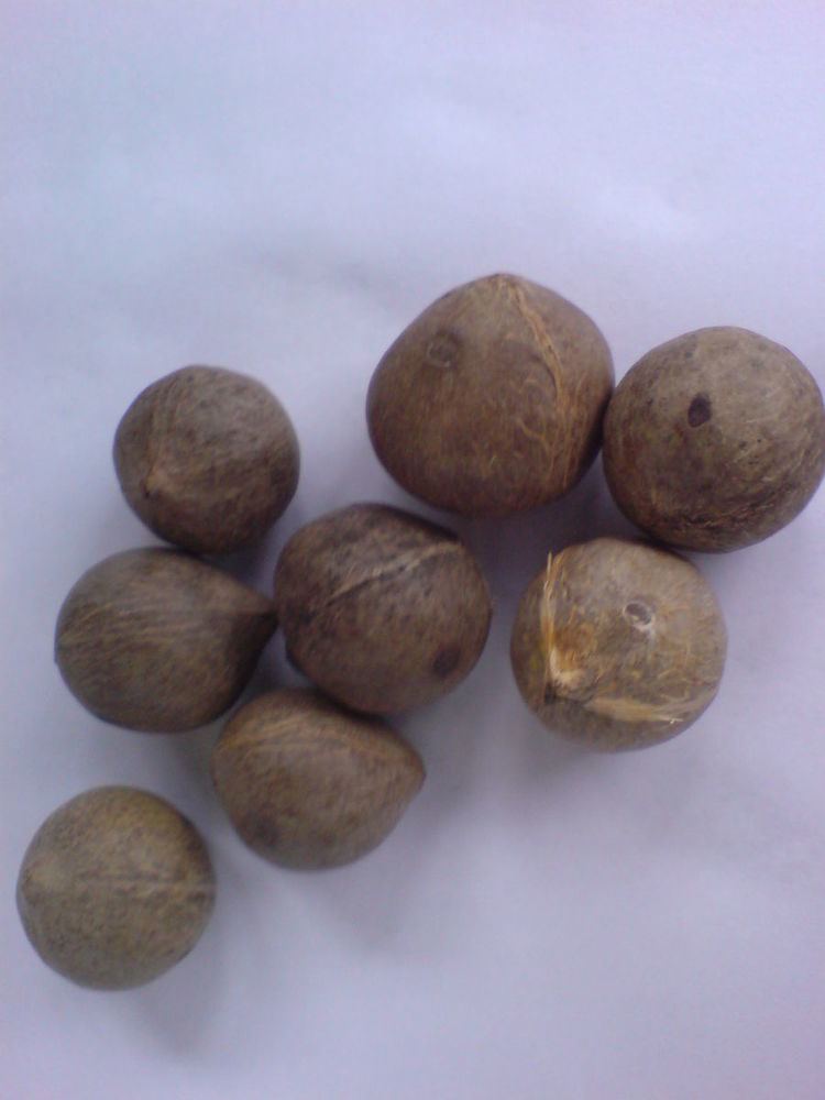 Coquito nuts