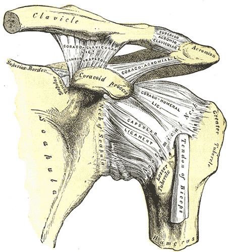 Coracoacromial ligament
