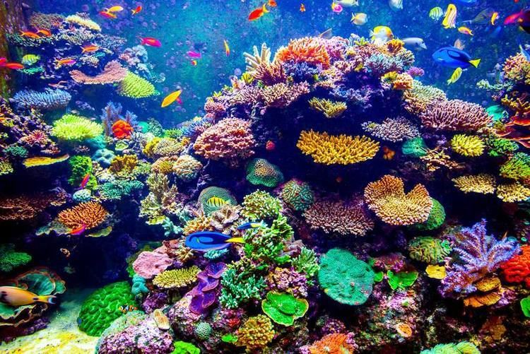 Coral Genetics might be able to save the world39s coral reefs Genetic