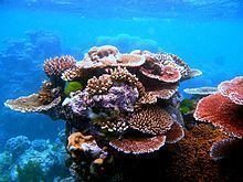 Coral httpsuploadwikimediaorgwikipediacommonsthu