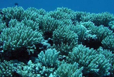 Coral NOAA National Ocean Service Education Corals