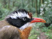 Coral-billed scimitar babbler httpsuploadwikimediaorgwikipediacommonsthu