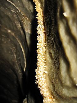 Coral Cave Korallgrottan Wikipedia