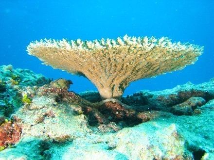 Coral dermatitis