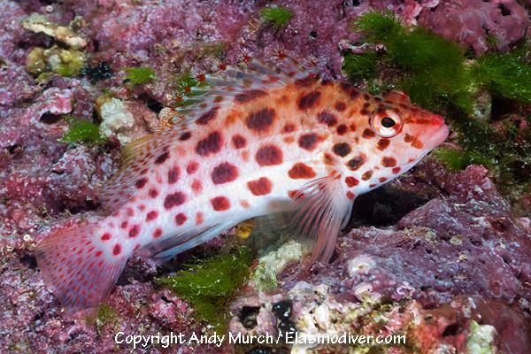 Coral hawkfish Coral Hawkfish Pictures images of Cirrhitichthys oxycephalus