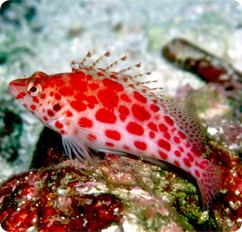 Coral hawkfish httpswwwbluezooaquaticscomimagesproductsFi