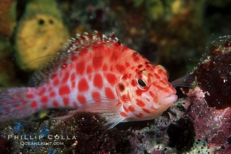 Coral hawkfish Coral hawkfish