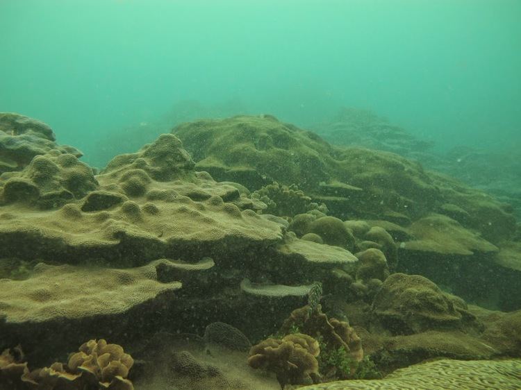 Coral reef of Varadero