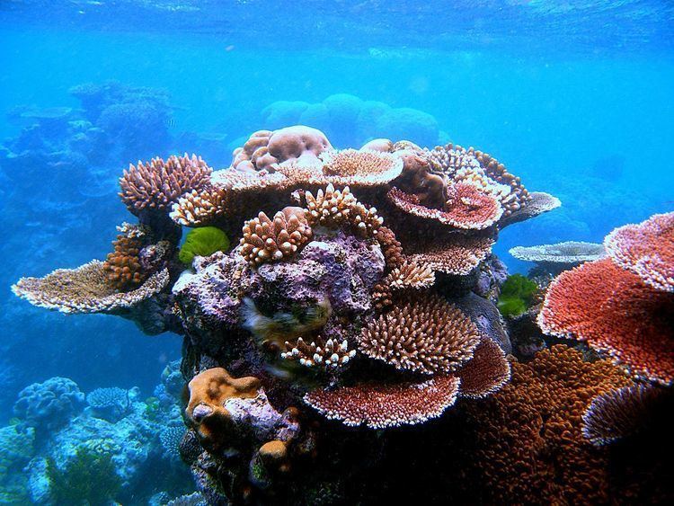 Coral reef protection