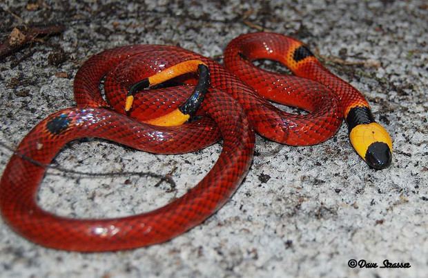 Coral snake The Most Common Myths About Coral Snakes The Venom Interviews