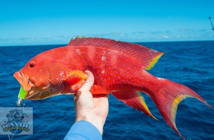 Coral trout Luring for Coral Trout All you need to know Kaydo Fishing World