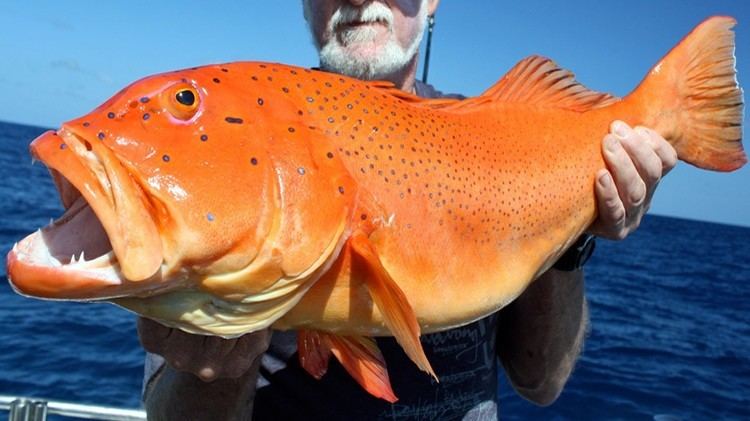 Coral trout Coral Trout FishOn