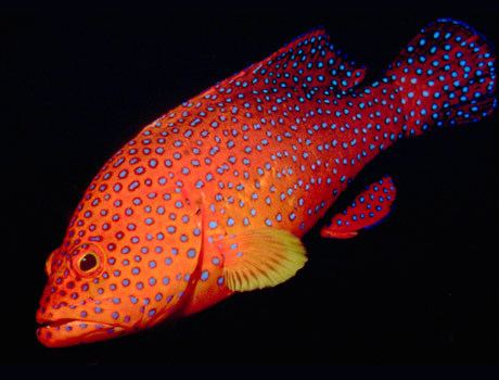 Coral trout Leopard Coral Trout Sea Gallery on Sea and Sky