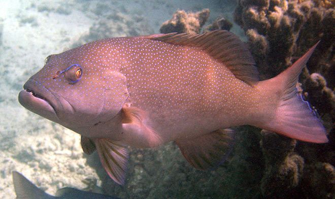 Coral trout Coral Trout can be found on The Great Barrier Reef Australia