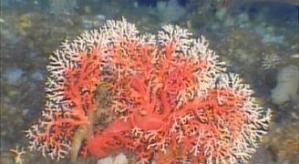 Coralliidae httpsuploadwikimediaorgwikipediacommonsthu
