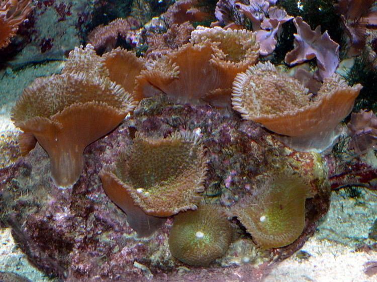 Corallimorpharia FileCorallimorphariajpg Wikimedia Commons
