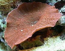 Corallimorpharia httpsuploadwikimediaorgwikipediacommonsthu