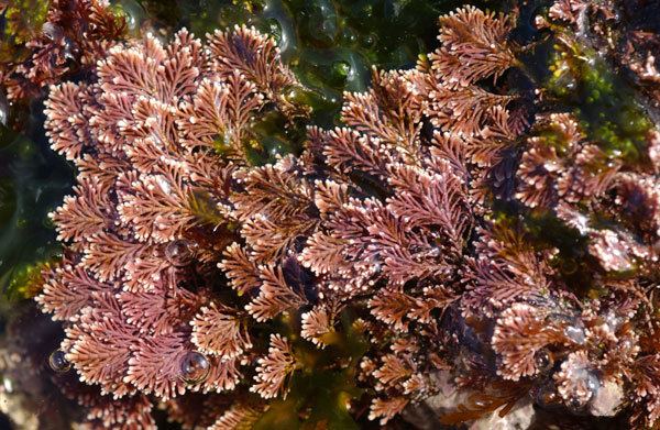 Corallina Seaweedie Corallina officinalis