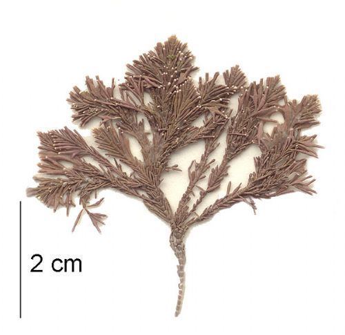 Corallina Seaweeds of Alaska