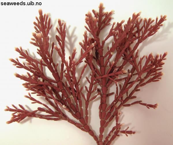 Corallina officinalis seaweedsuibnobiletethumbnailsb600seaweedsuib
