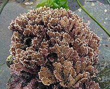 Corallinaceae Corallinaceae Wikipedia