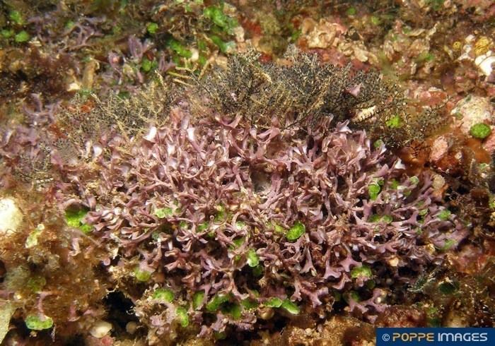 Corallinaceae Algae CORALLINACEAE Amphiroa species Marine Iconography of the