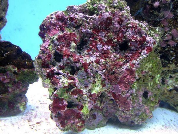 Coralline algae Reef Frontiers Coralline Algae