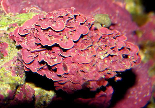 Coralline algae Coralline Reef Cleaners