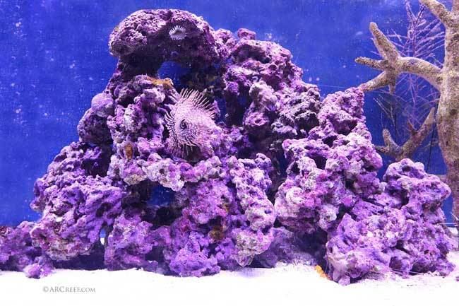 Coralline algae Coralline Algae The Ultimate Guide How to get growing in your