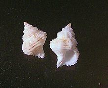 Coralliophilinae httpsuploadwikimediaorgwikipediacommonsthu