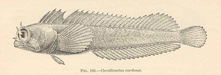 Coralliozetus