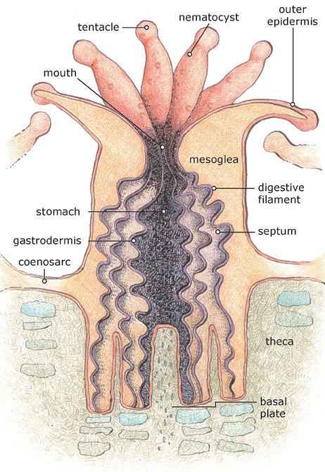 Corallite