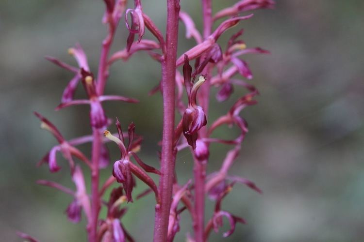 Corallorhiza mertensiana Native Orchids of the Pacific Northwest and the Canadian Rockies
