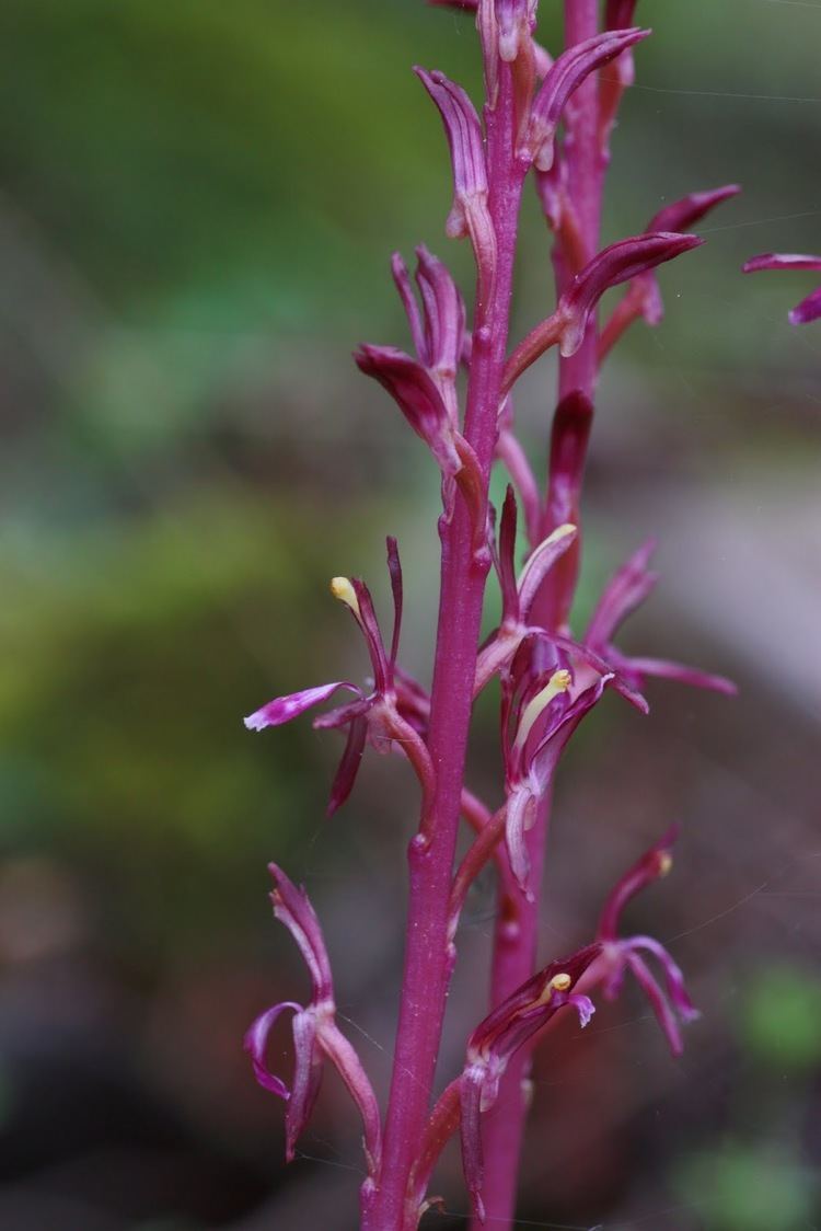 Corallorhiza mertensiana Native Orchids of the Pacific Northwest and the Canadian Rockies