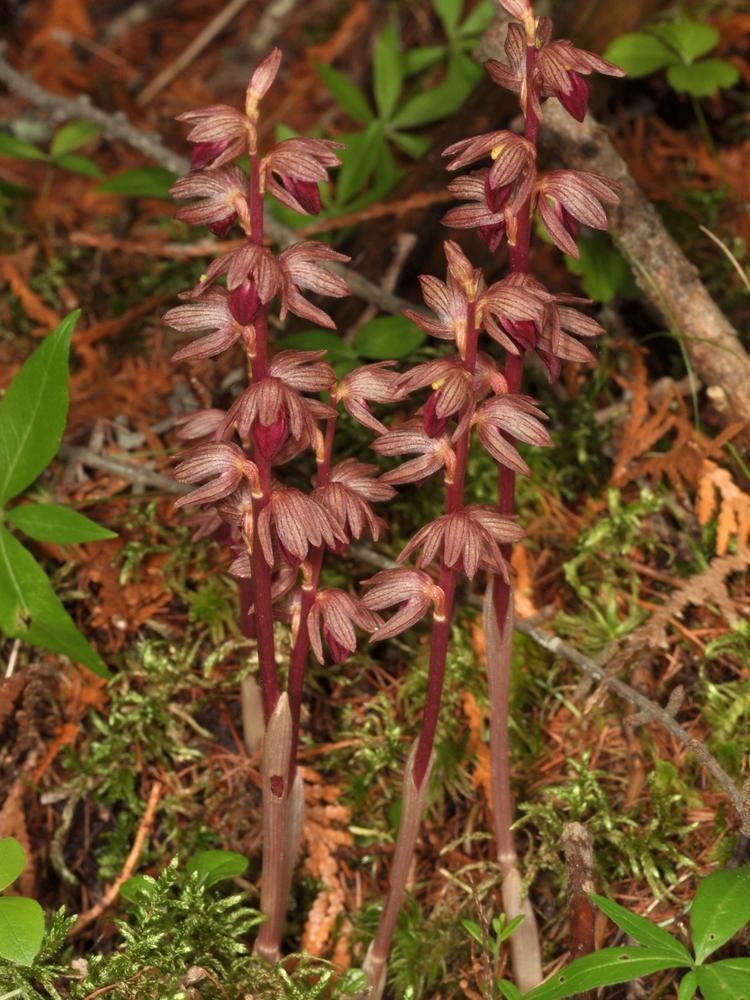 Corallorhiza striata Corallorhiza striata Striped Coral Root Go Orchids