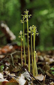Corallorhiza trifida httpsuploadwikimediaorgwikipediacommonsthu