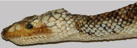 Corallus cropanii New record of Corallus cropanii Boidae Boinae a rare snake from